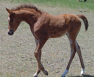 Camria6-06.JPG