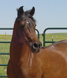 Dreams6-07head.JPG