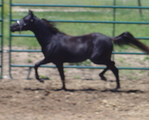 Jet6-07trotting3.JPG