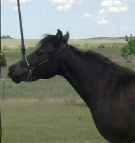Lady7-10headb.jpg