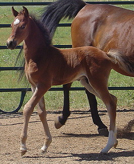 Maji6-07walk.JPG